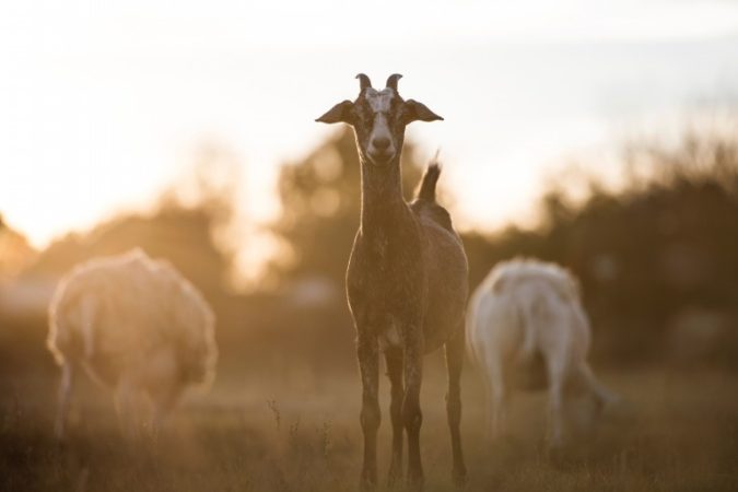 英語スラング Goatの意味 史上最高 英語を楽しく勉強するためのブログ