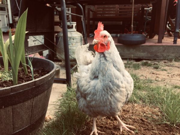 英語スラング Chickenの意味 臆病者 英語を楽しく勉強するためのブログ